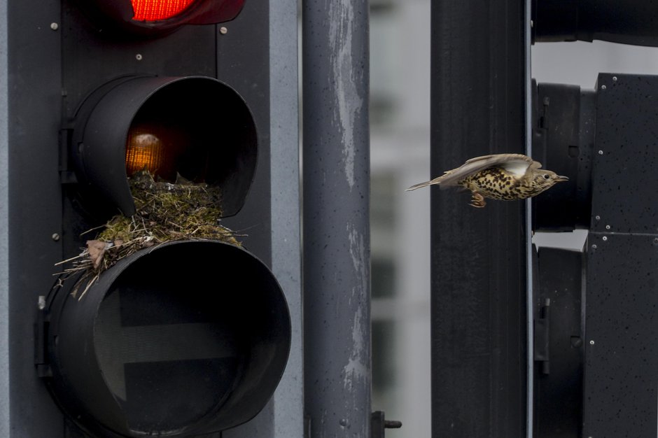 SWNS_BIRD_NEST_02.jpg