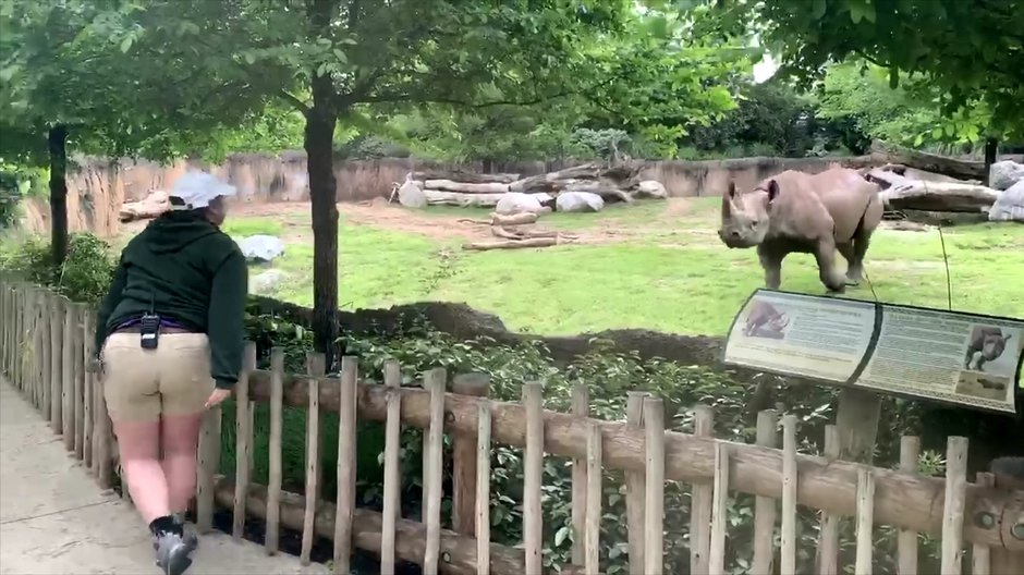 SWNS_RHINO_ZOOMIES_001.jpg