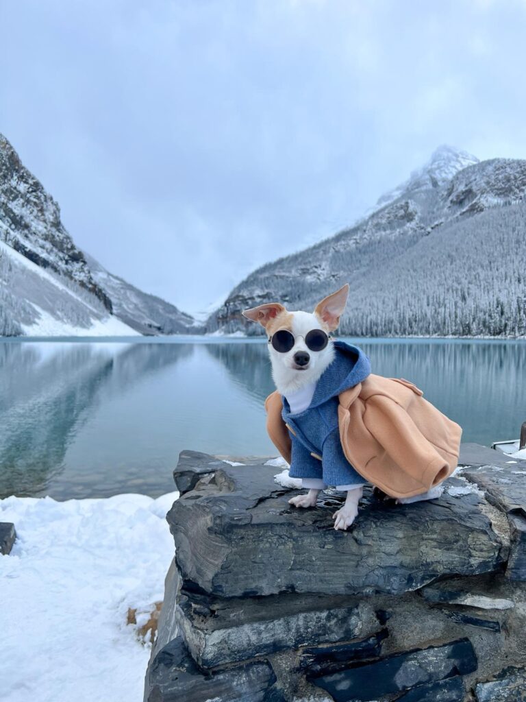 Globetrotting doggy influencer only stays in five-star hotels and has a  bigger wardrobe than his owner – SWNS